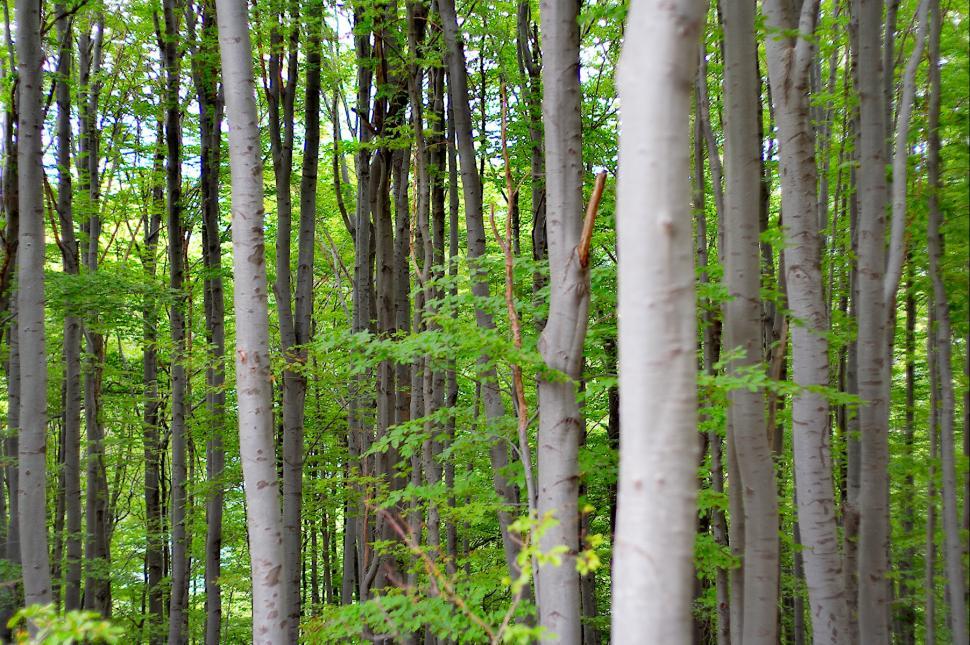 Free Image of Green forest 