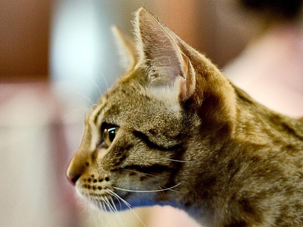 Free Image of The yelowish cat 