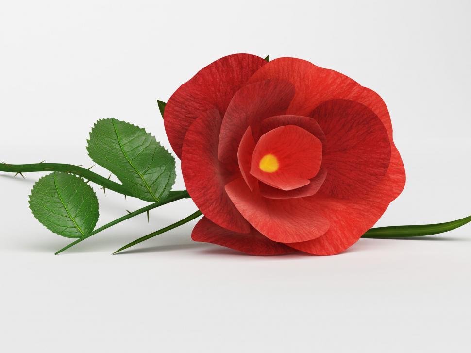 Free Image of Rose Love Means Petal Romantic And Petals 