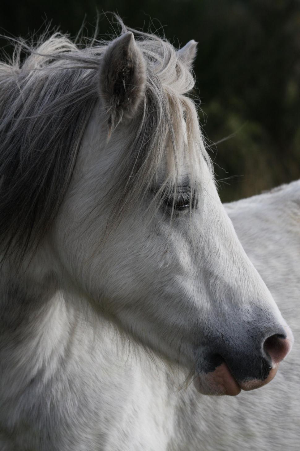 Free Stock Photo of Two Horses Gracefully Galloping | Download Free ...