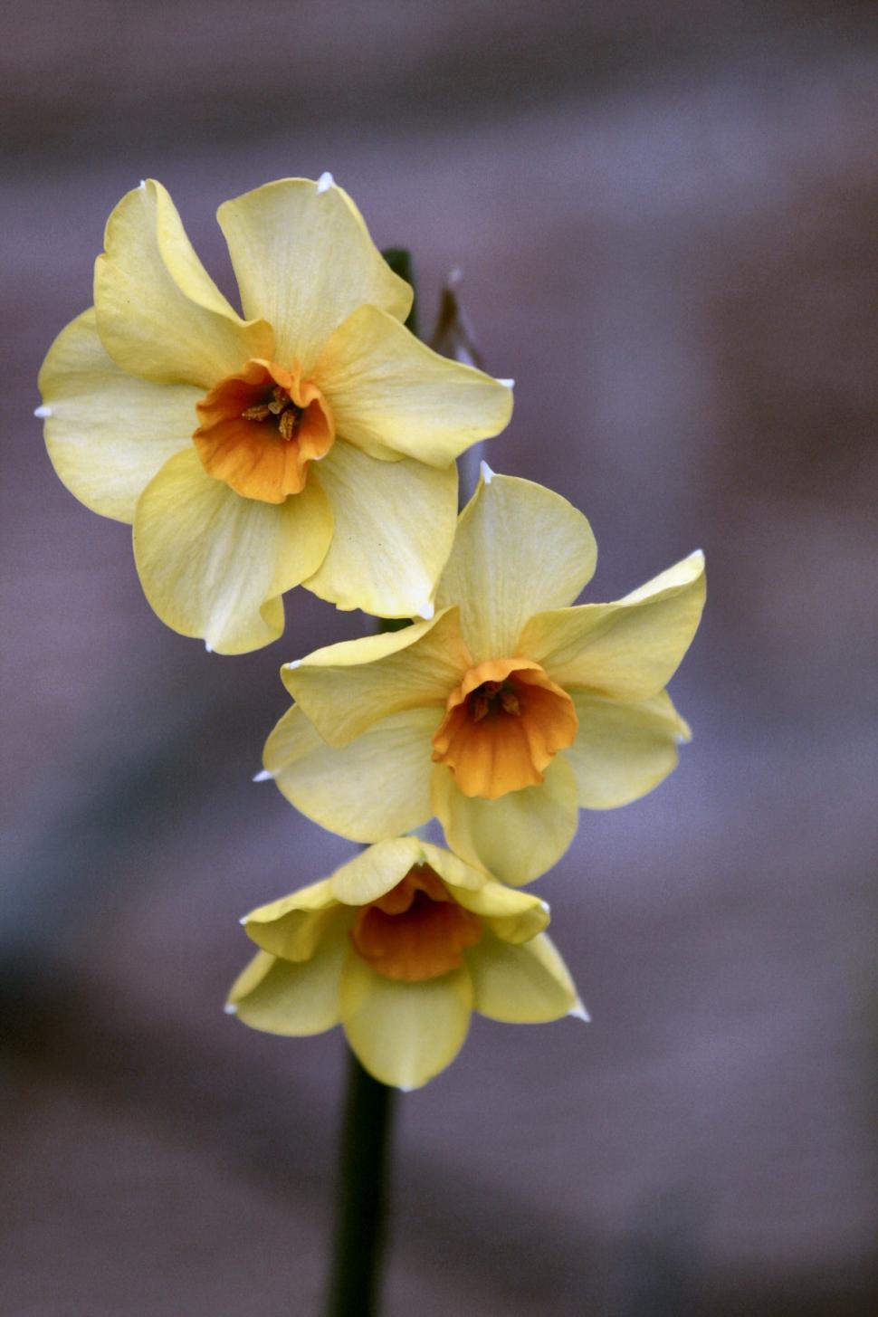 Free Image of Close Up of a Flower With Blurry Background 