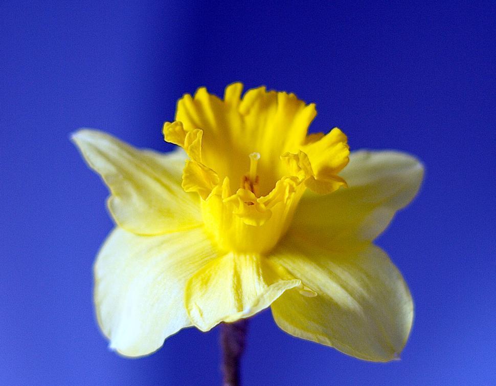 Yellow Daffodil Flower Instant Download Digital (Instant Download) 