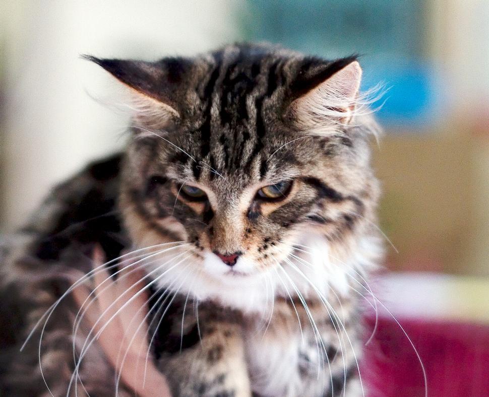 Free Image of Cat portrait 
