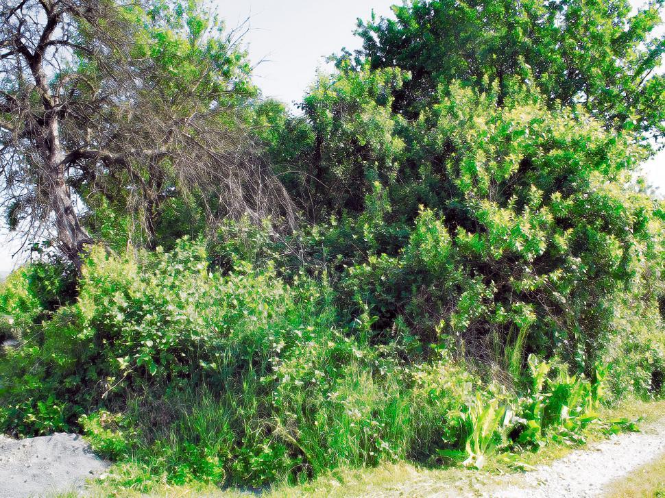 Free Image of Garden gone wild 