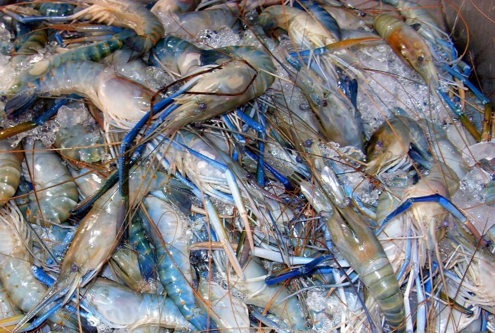 fresh-prawns.jpg