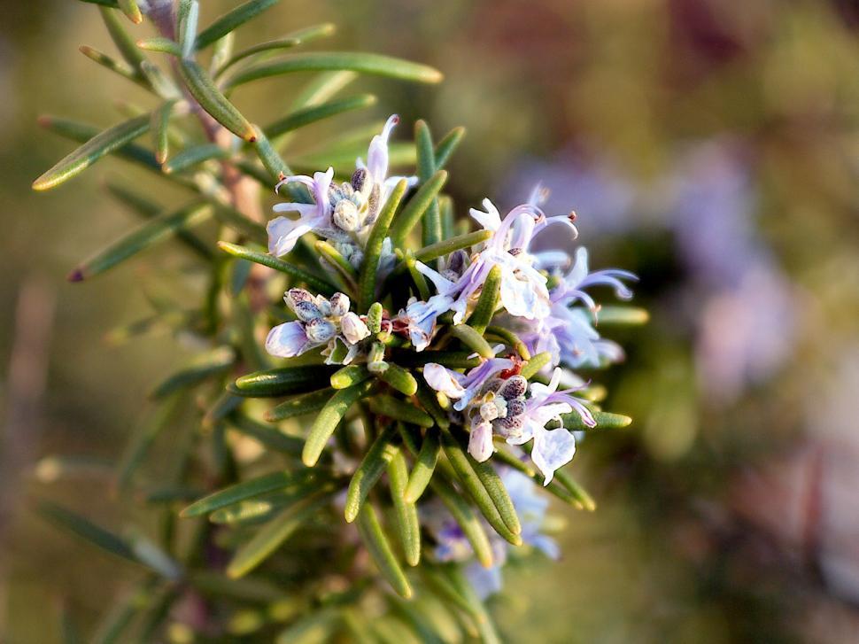 Free Image of Rosemary plant 