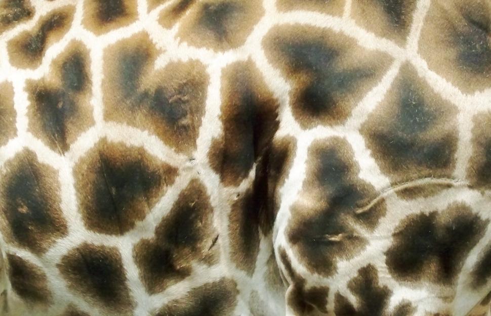 Free Stock Photo of Giraffe Print | Download Free Images and Free ...