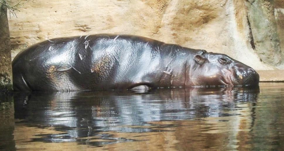 Free Image of Pygmy Hippopotamus 