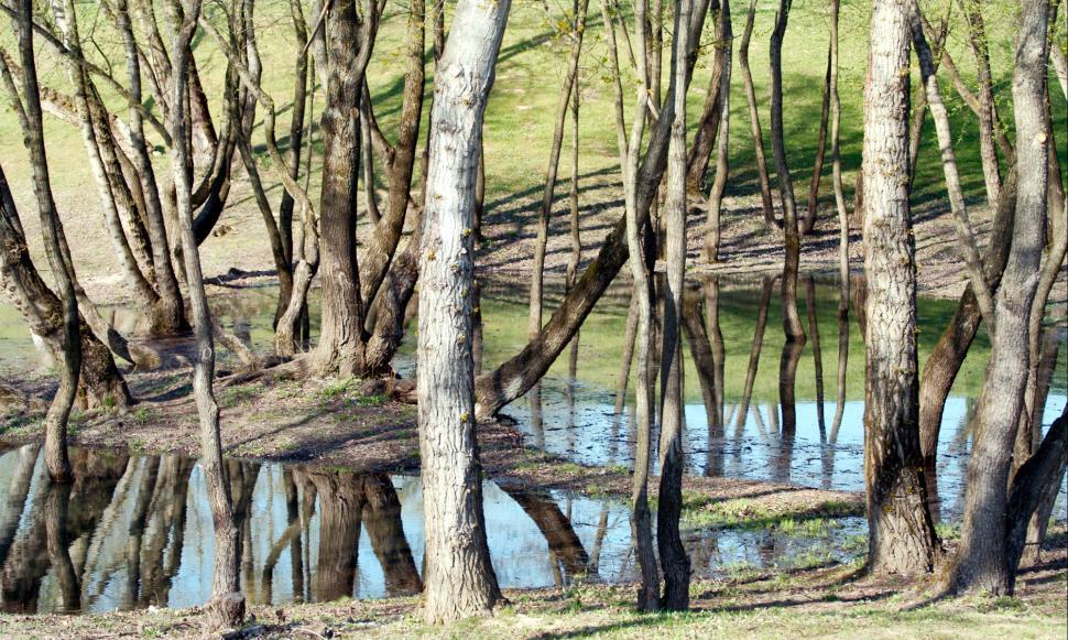 Free Image of Lake shore 