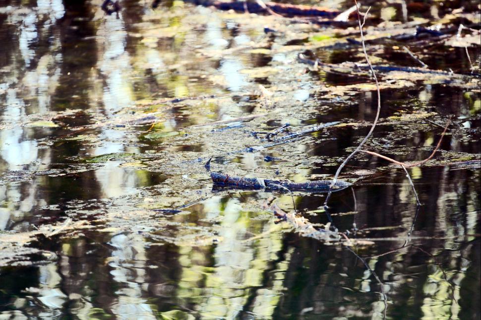 Free Image of Lake detail 