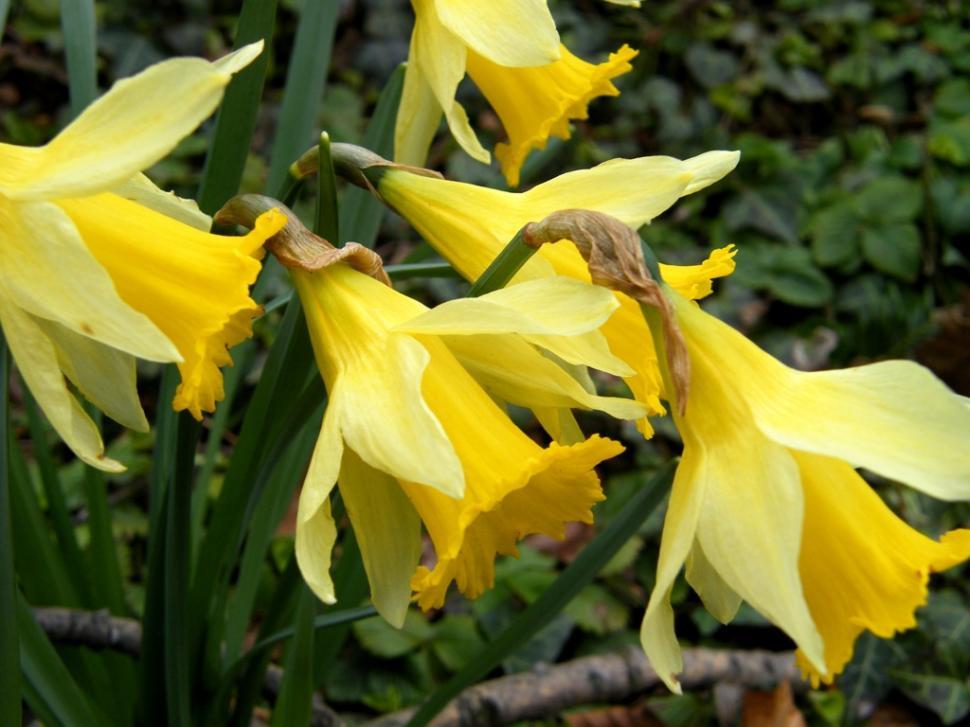 Free Image of Flowers - Yellow 