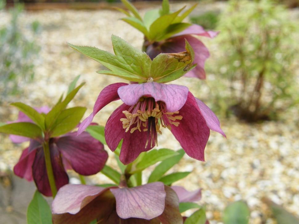 Free Image of Flower 