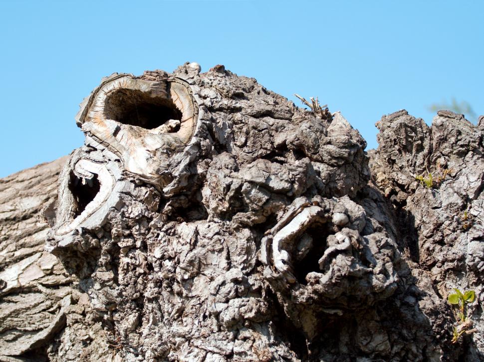 Free Image of Tree bark 
