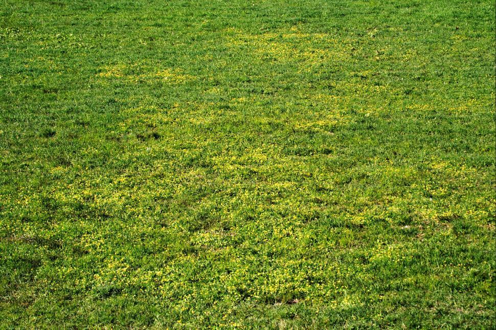 Free Image of Spring meadow 