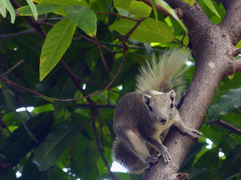 Free Image of Squirrel 