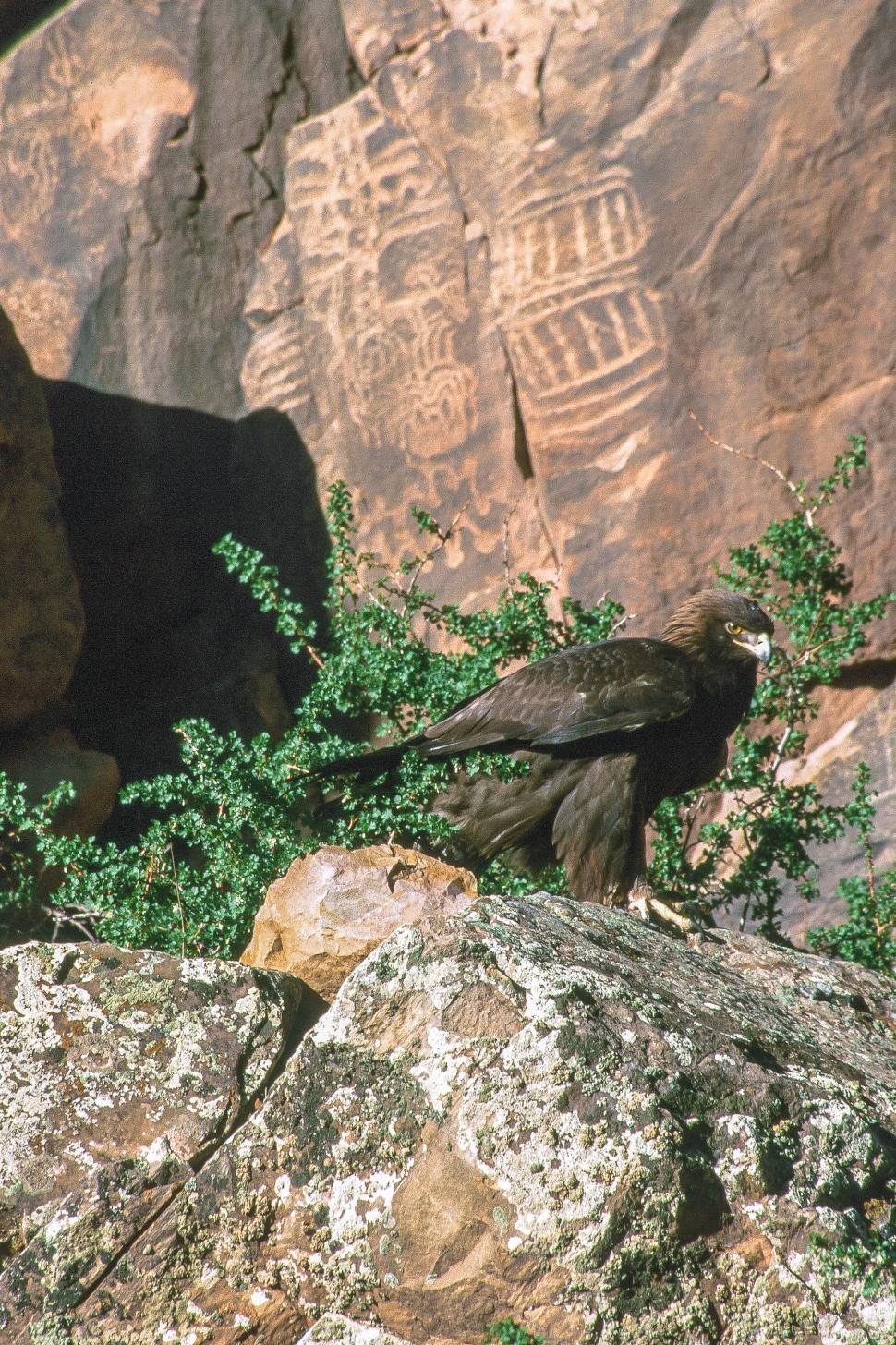 Free Image of Golden eagle and petroglyphs 