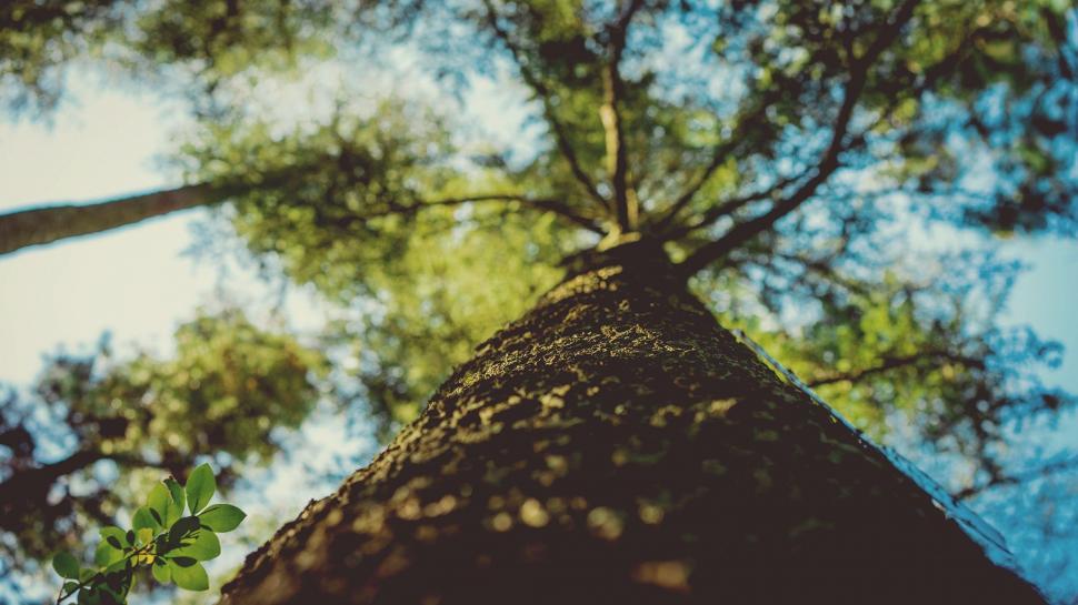 Free Image of Looking Up at the Majestic Tall Tree 