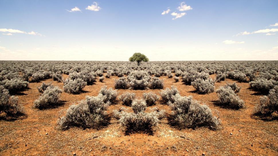 Free Image of Tree Standing Tall in Vast Field 