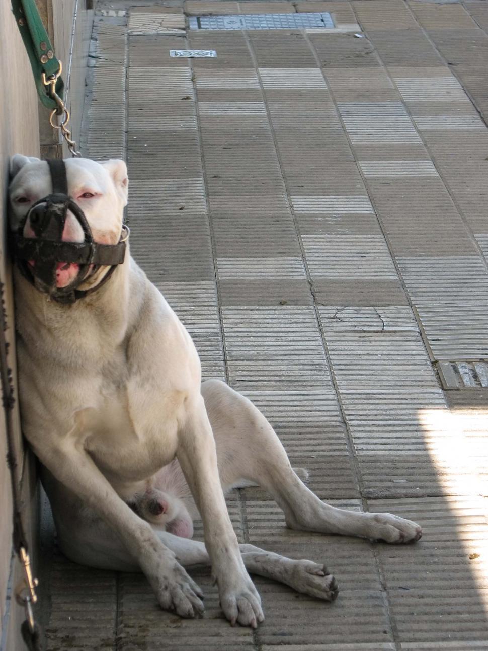 Free Image of Muzzled Dogo 