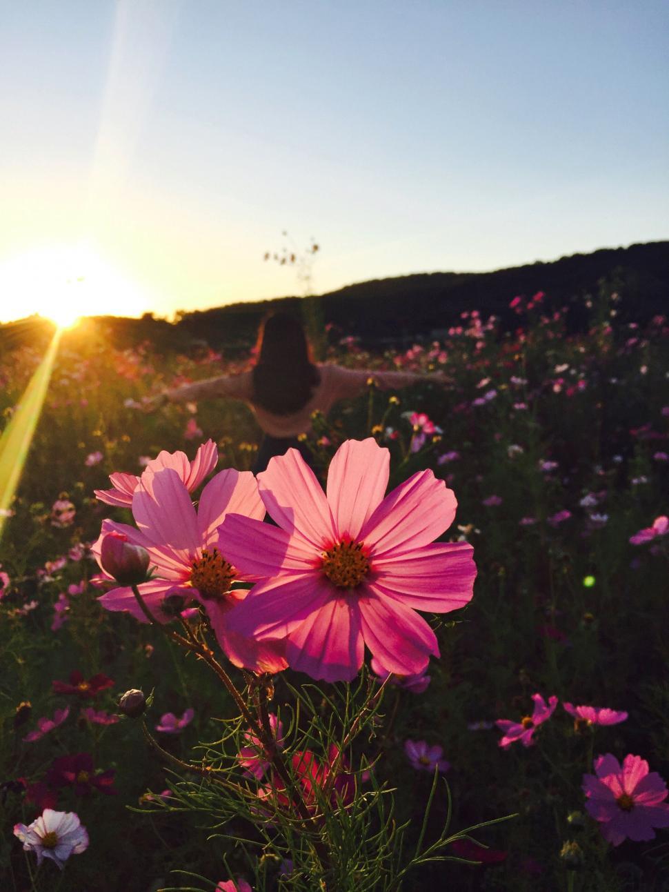 Free Image of Woman Standing in Pink Flower Field 