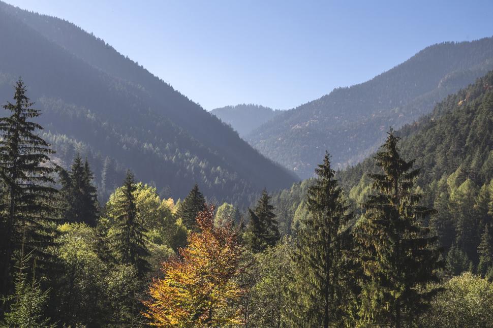 Free Image of Towering Trees in a Dense Forest 