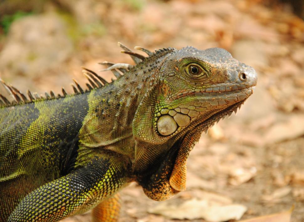 Free Image of Close Up of a Lizard on the Ground 