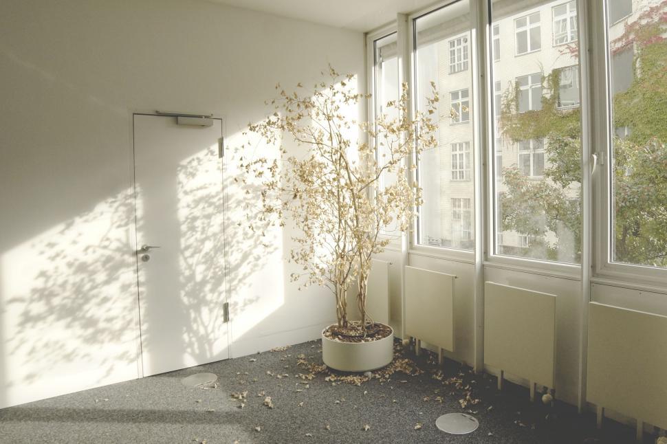 Free Image of Empty Room With Plant in the Corner 