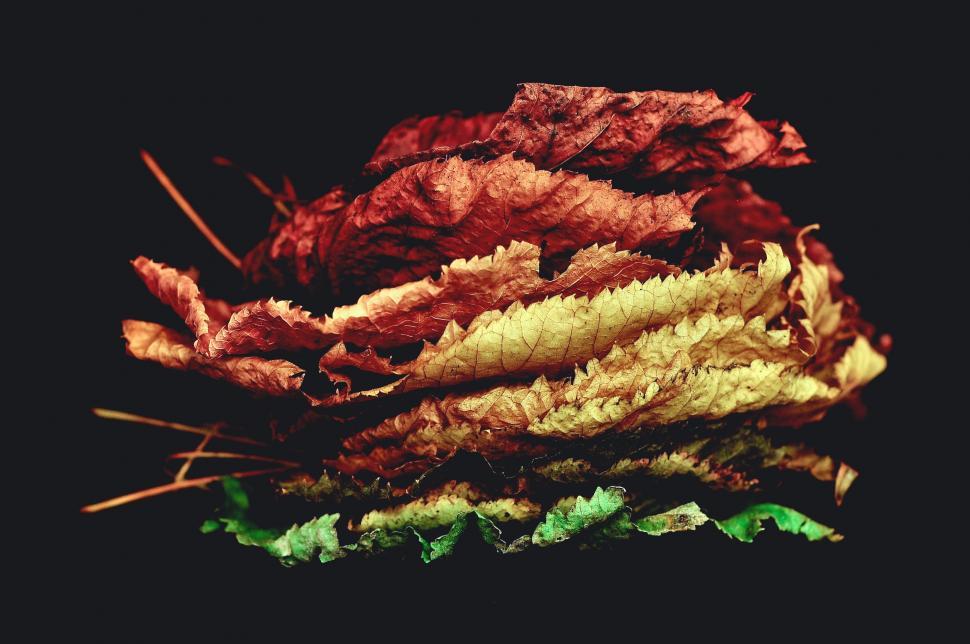 Free Image of Pile of Leaves on Black Surface 