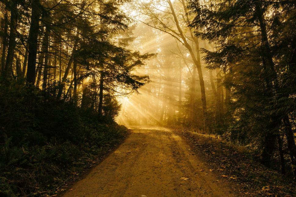 Free Image of Dirt Road Cutting Through Forest 