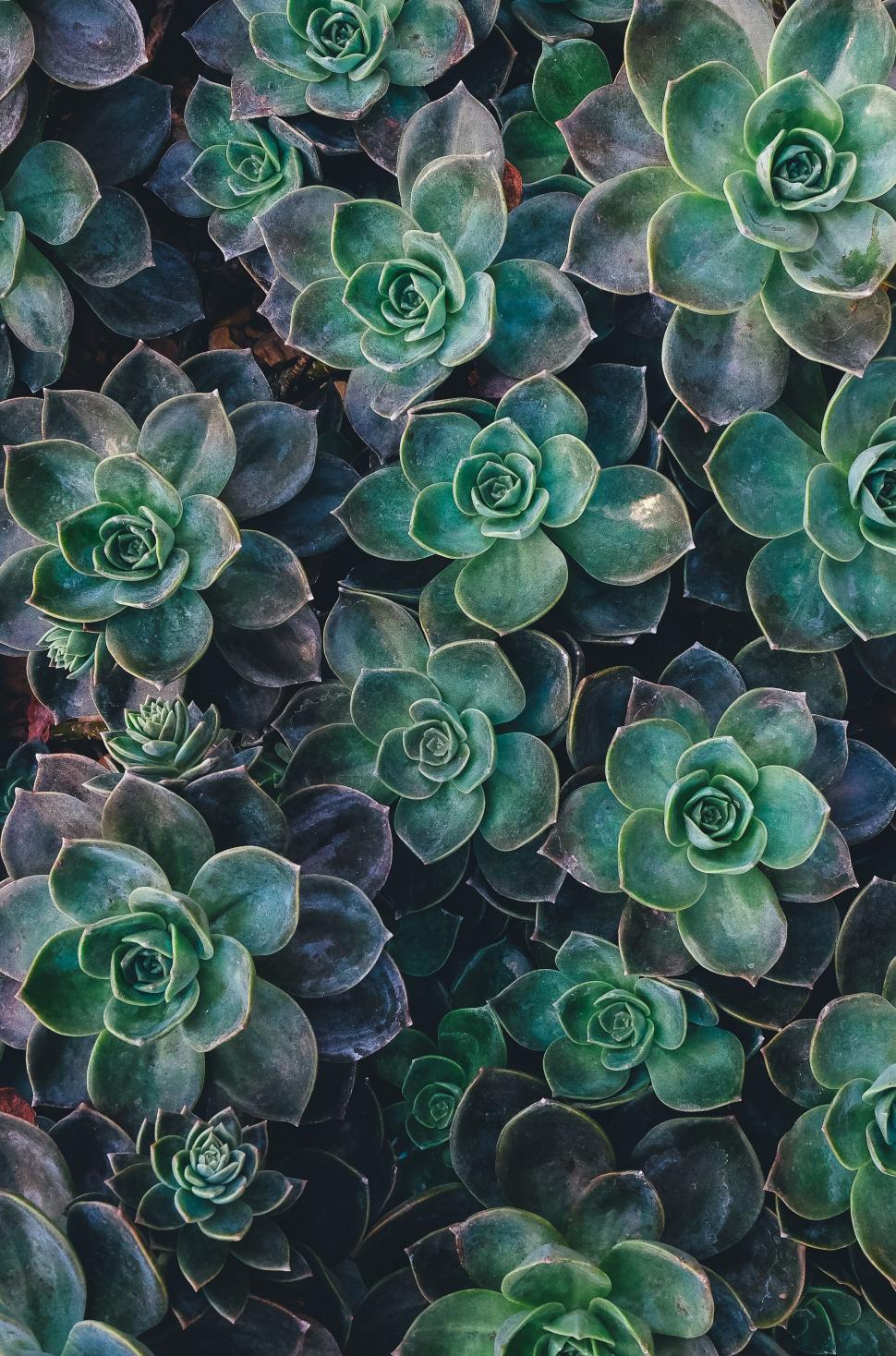 Free Image of Close Up of Lush Green Plants 