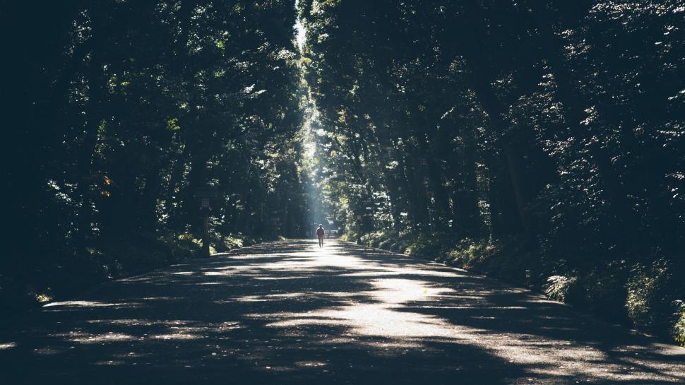 Free Image of Tree-Lined Road Stretching Into the Distance 