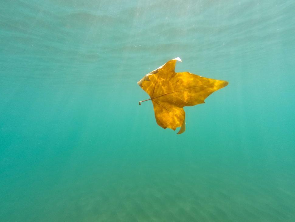 Free Image of Sunlit Leaf Floating in Water 