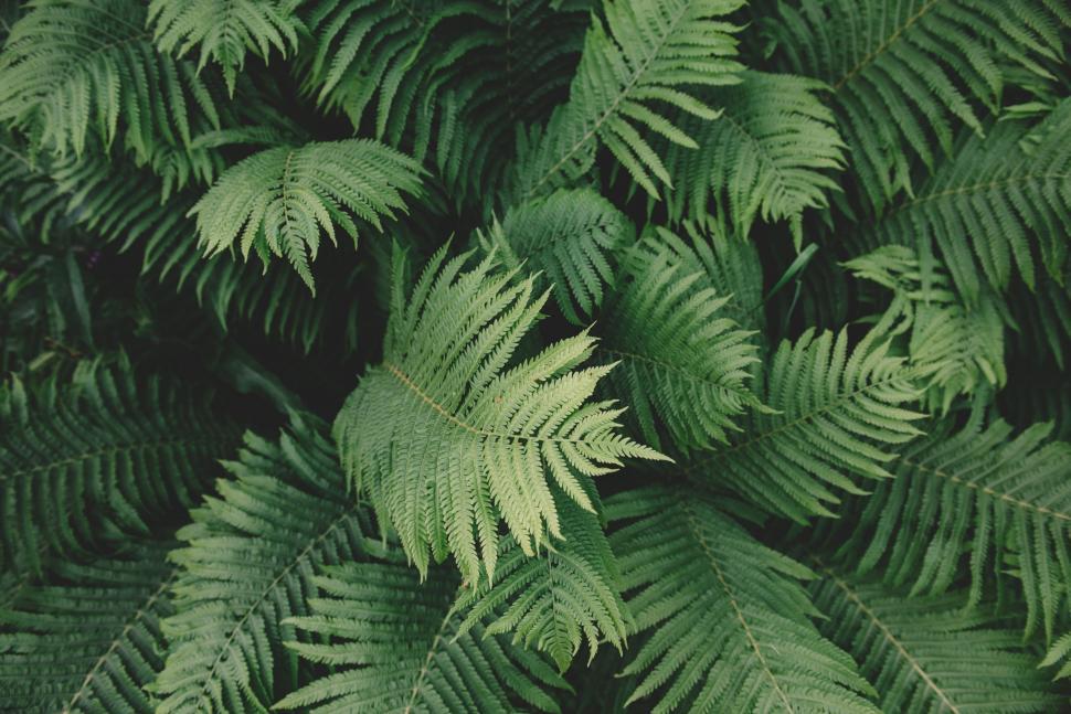 Free Image of Lush Green Plant With Abundant Leaves 