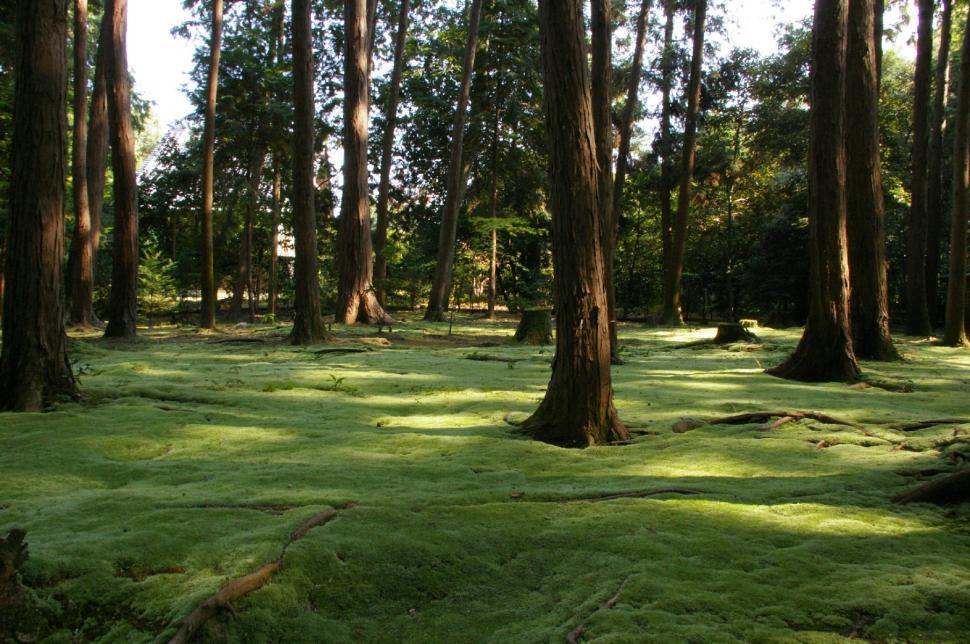 Free Image of The Garden 