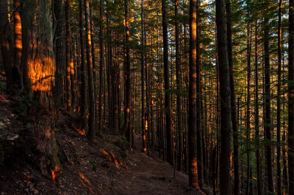 Free Image of Sun Shining Through Trees in the Forest 