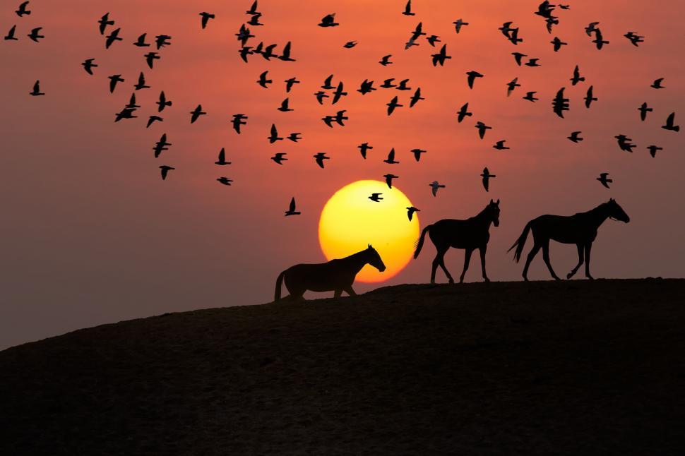 Free Image of Group of Horses Standing on Top of a Hill 