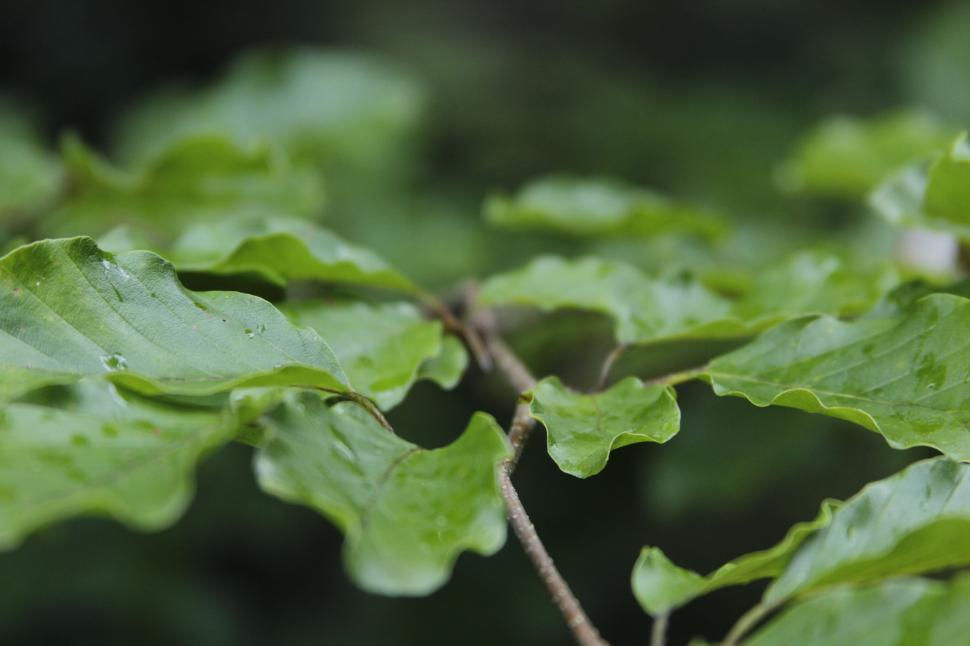 Free Image of Close Up of a Green Leaf on a Tree 