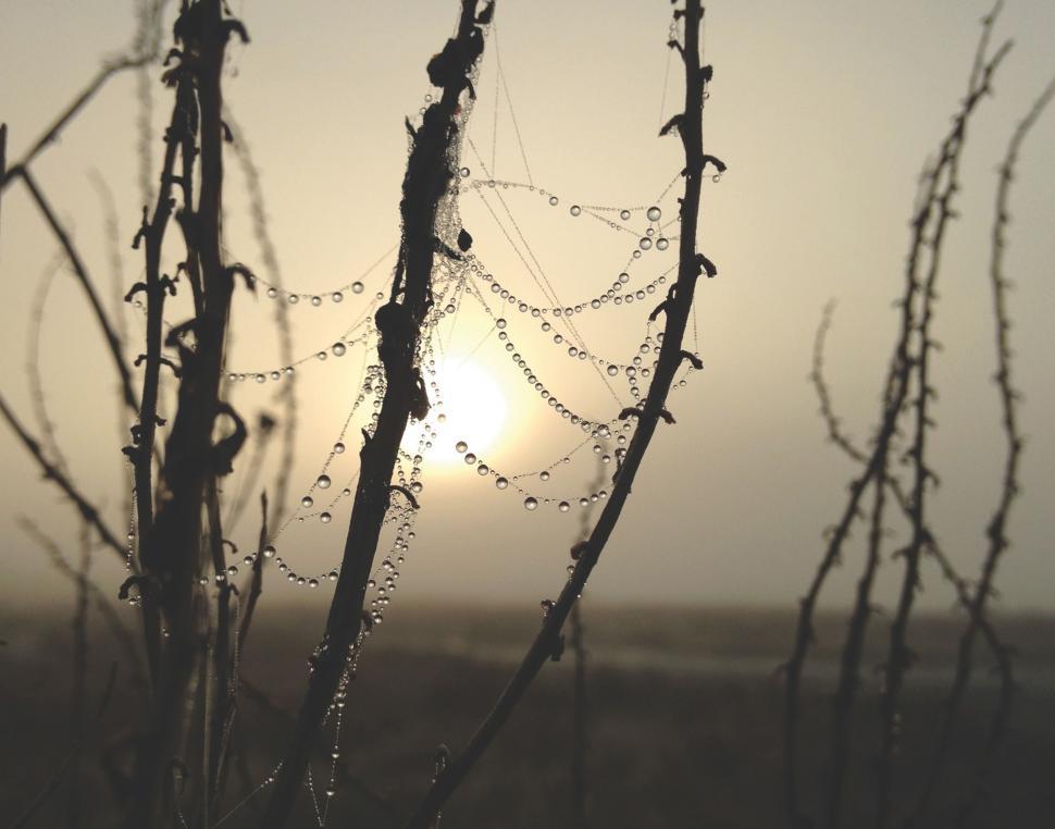 Free Image of Sun Shining Through Tree Branches 