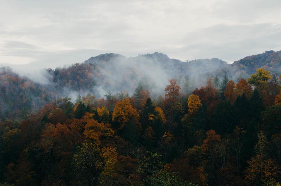 Free Image of Majestic Forest With Mountain Backdrop 