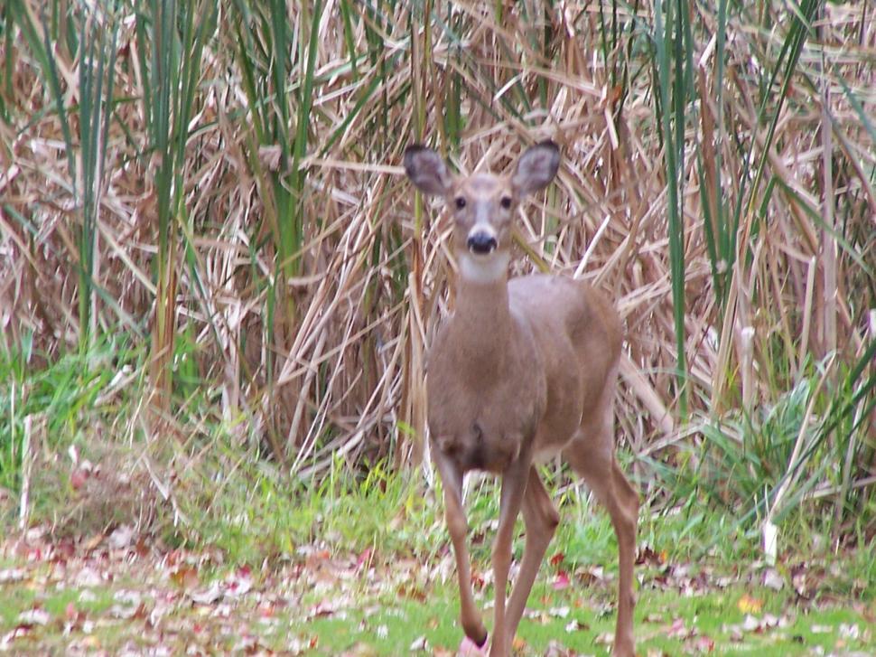 Free Stock Photo of Swamp Deer Download Free Images and Free