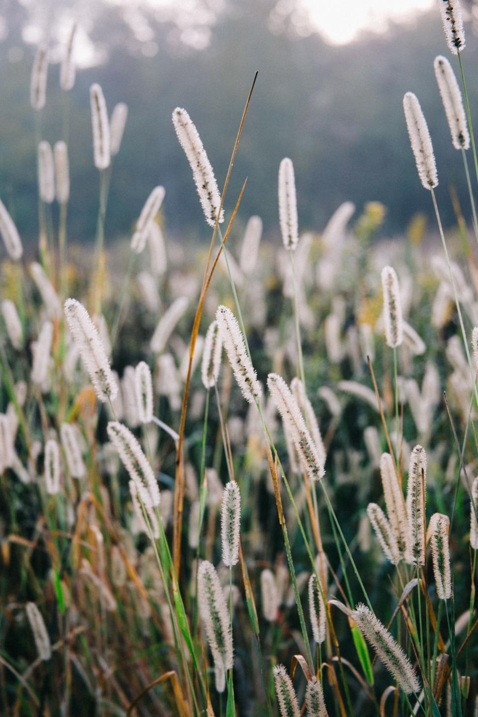 Free Image of Field of Tall Grass With Sky Background 