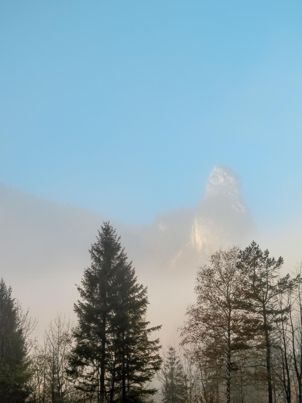Free Image of Group of Trees With Mountain in Background 