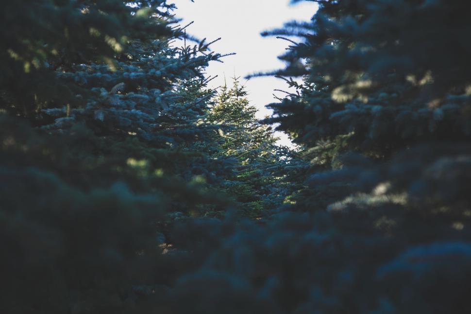 Free Image of Row of Pine Trees on a Sunny Day 