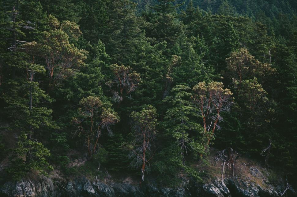 Free Image of Boat Floating on Water Near Forest 