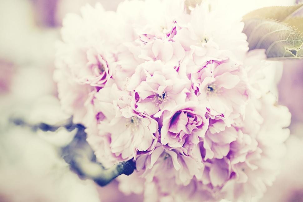 Free Image of Close Up of a Bouquet of Flowers 