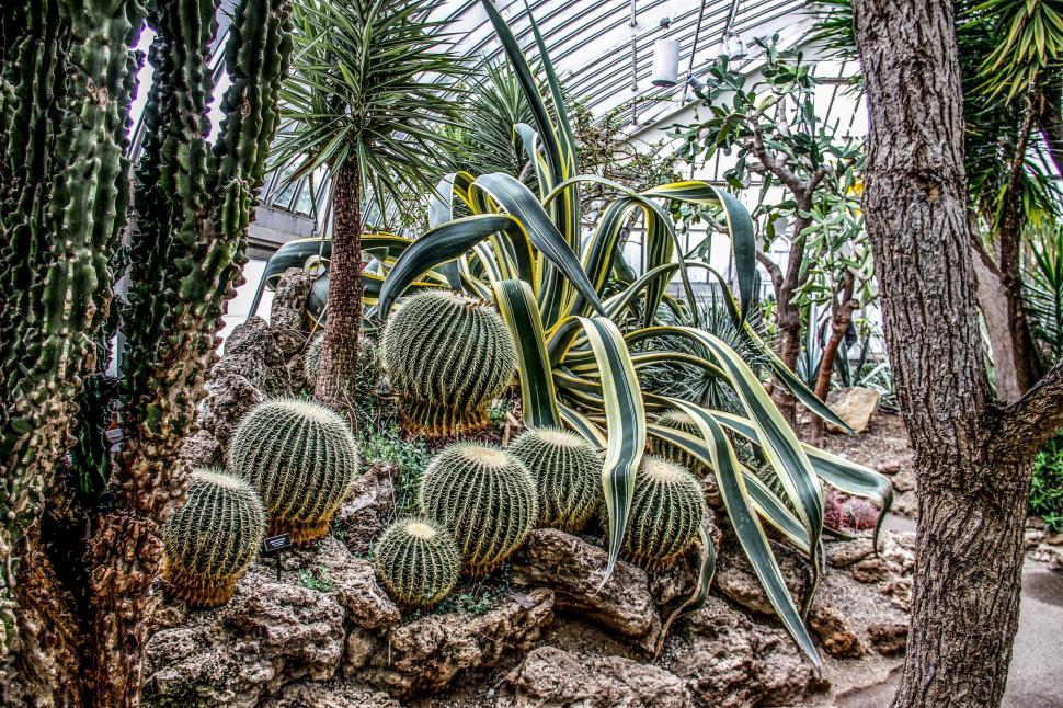 Free Stock Photo of Group of Cactus Plants in a Greenhouse | Download Free  Images and Free Illustrations