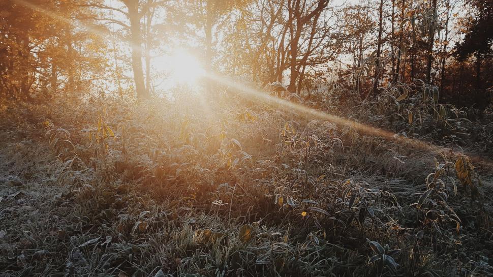 Free Image of Sun Shining Through Trees in Woods 