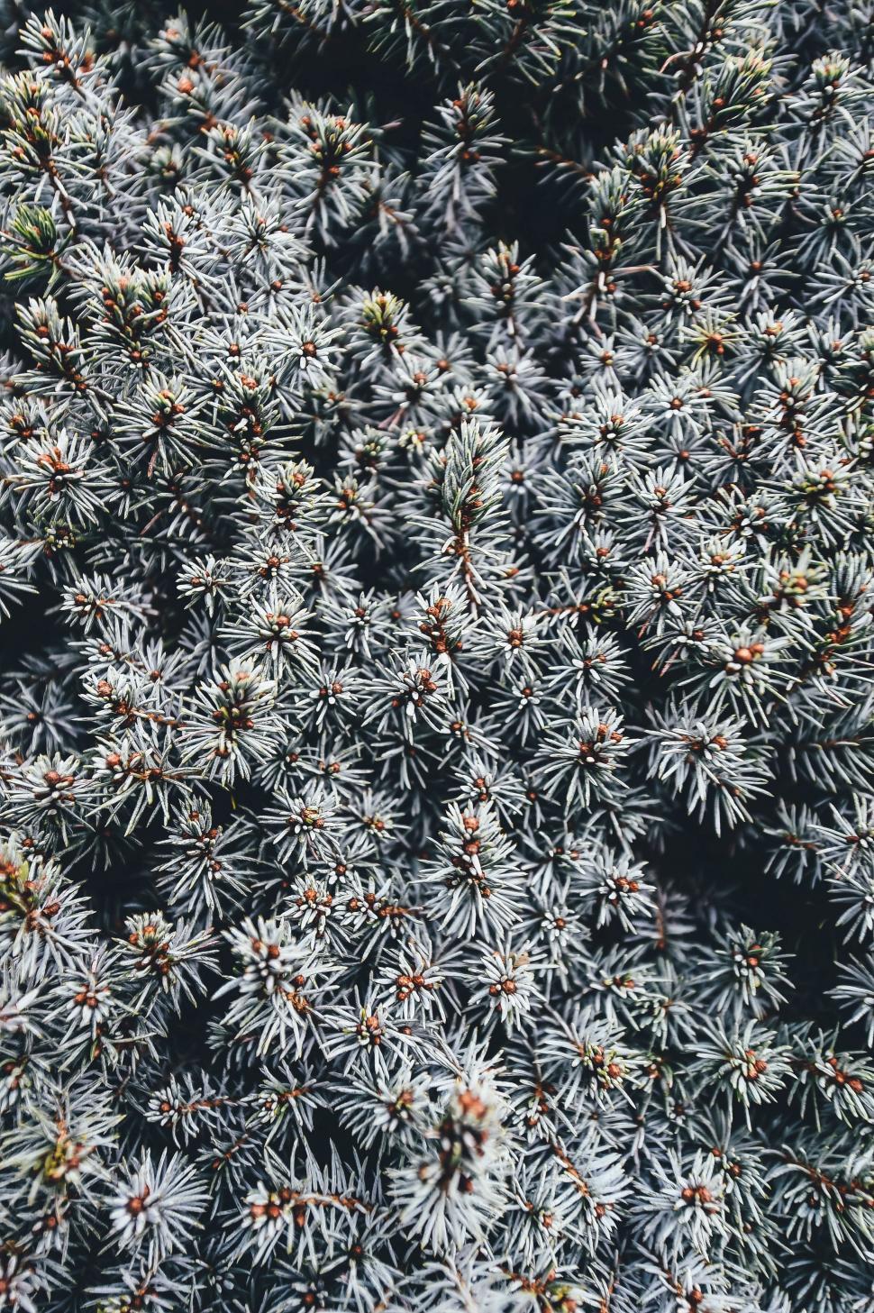 Free Image of Close Up of Small White Flowers 