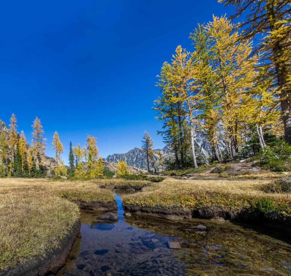 Free Image of Stream Flowing Through Dense Forest 