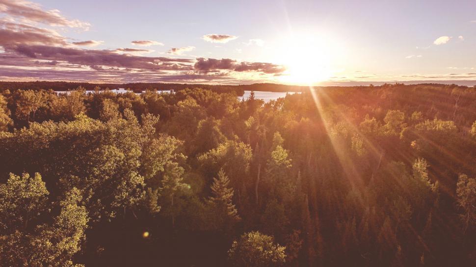Free Image of Sun Setting Over Trees in Forest 